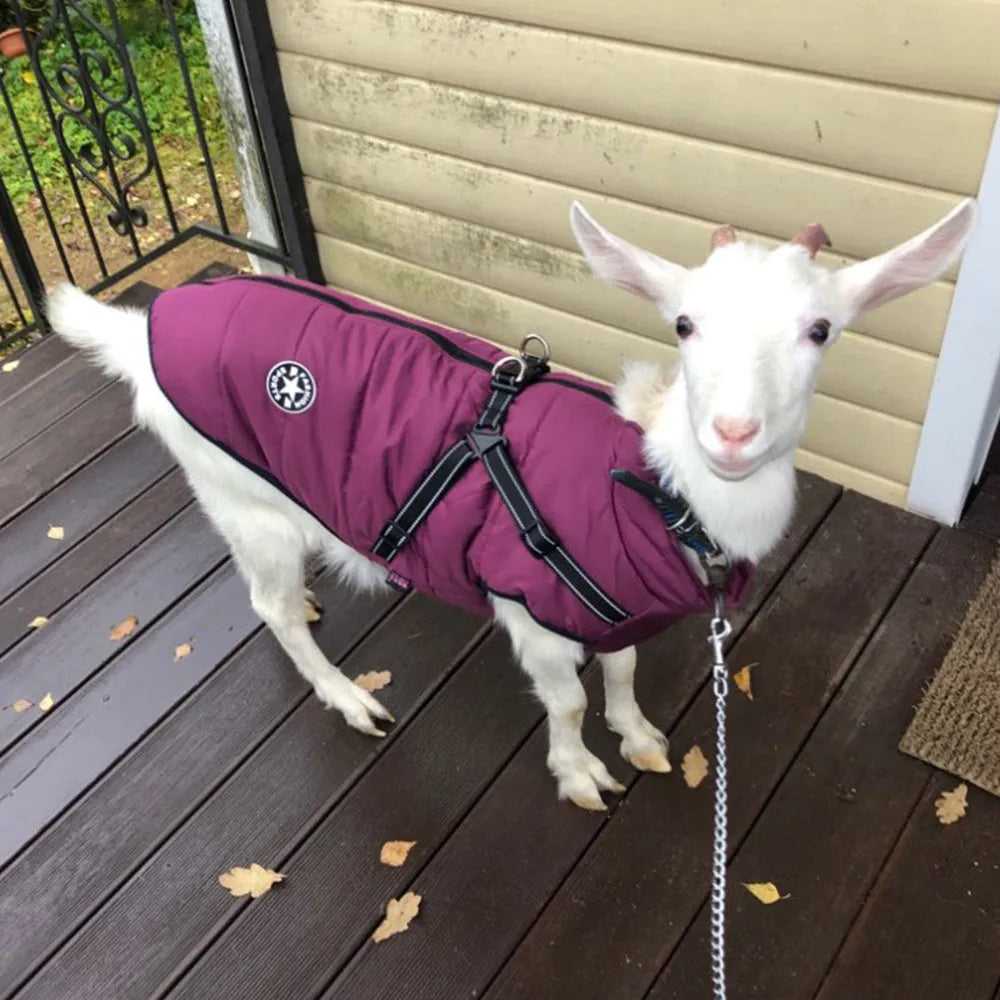 Waterproof dog coat with integrated harness in rain silk fabric, available in multiple sizes and colours