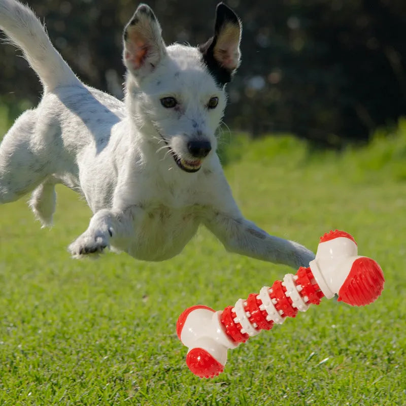 Small dog bone chew toy with treat dispenser centre in blue, orange and red colours