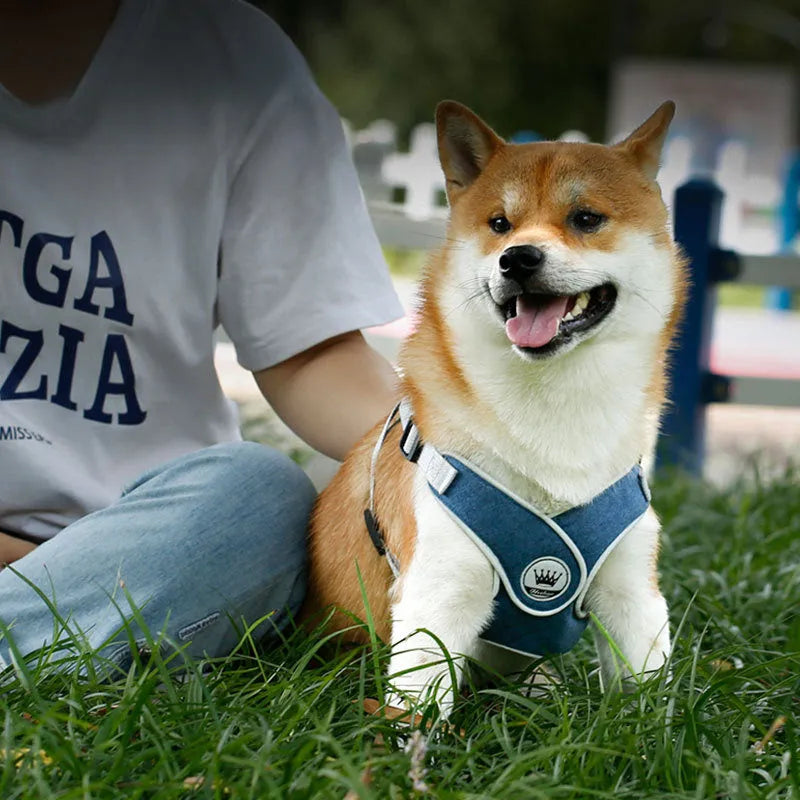 Adjustable dog and cat harness with breathable mesh material in blue colour with matching leash