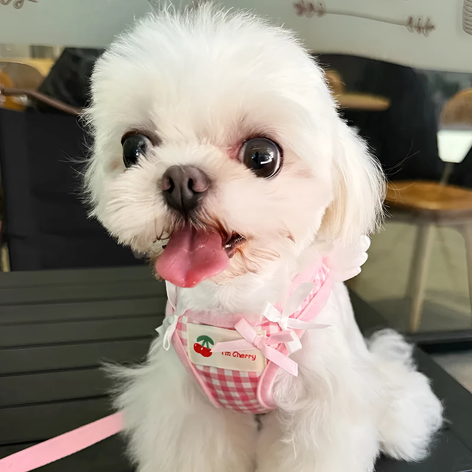 Small dog harness with chest and back connection in black or pink cotton material