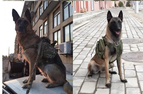 Tactical nylon dog vest with adjustable straps in army green on outdoor backdrop