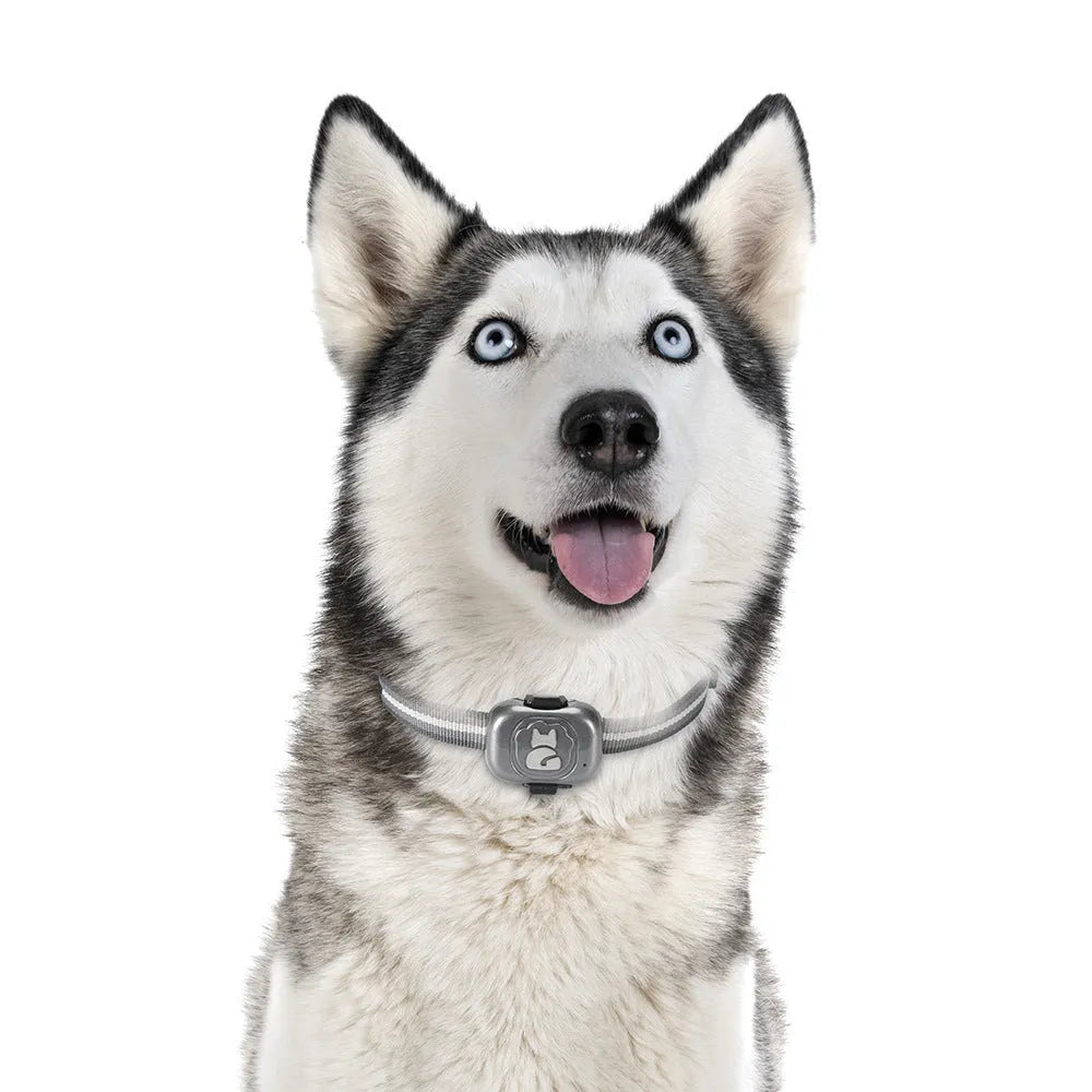 Black pet GPS locator device with hanging rope attachment for dog or cat collar mounting