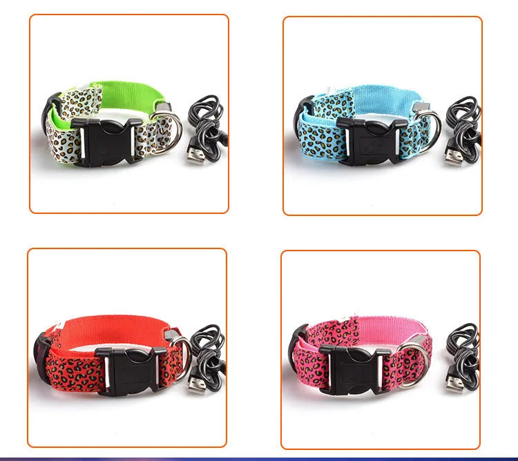Rechargeable LED dog collar in nylon webbing with USB charging cable in blue colour