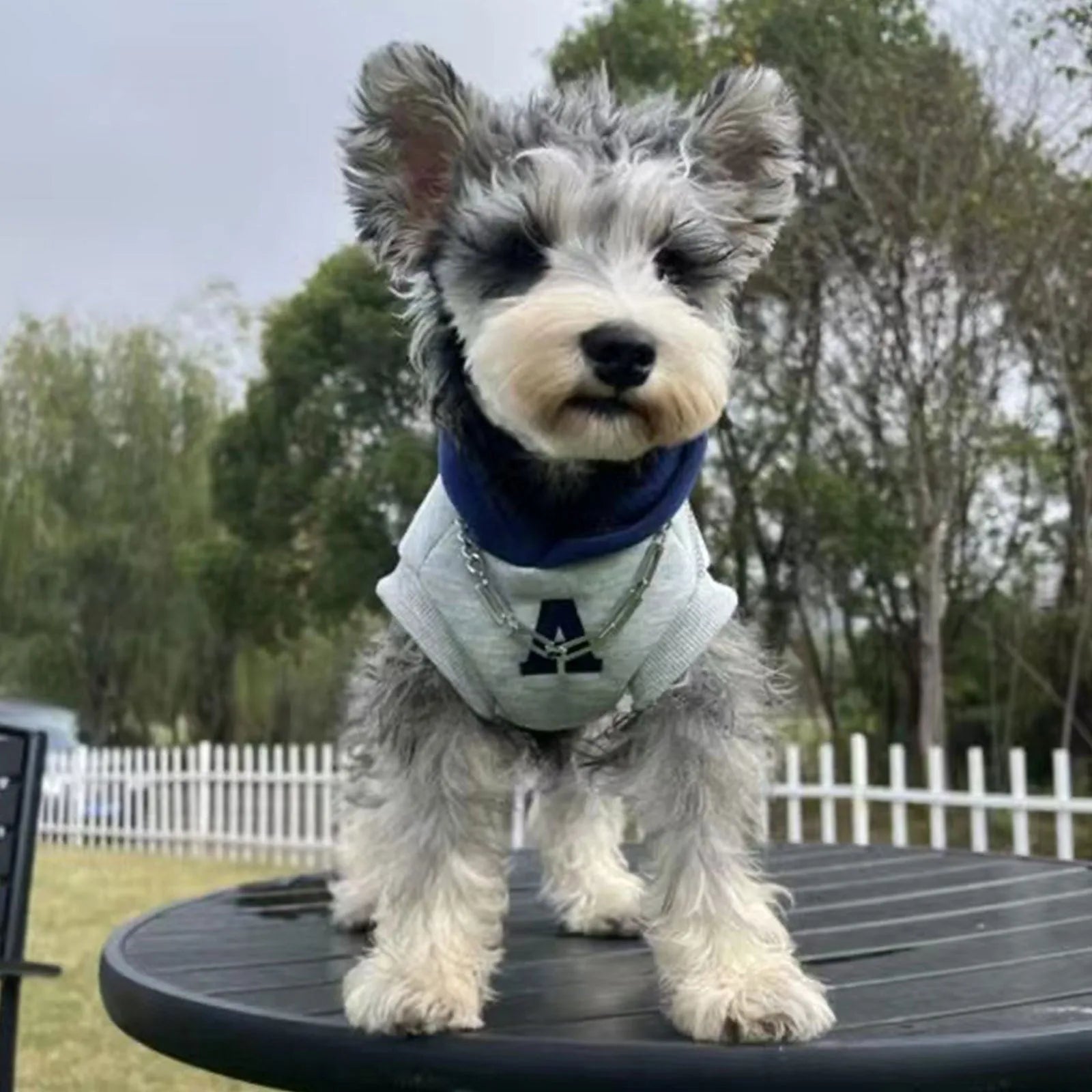 Blue slim-fit pet hoodie with reflective letters on a dog, showing the casual style and safety feature.