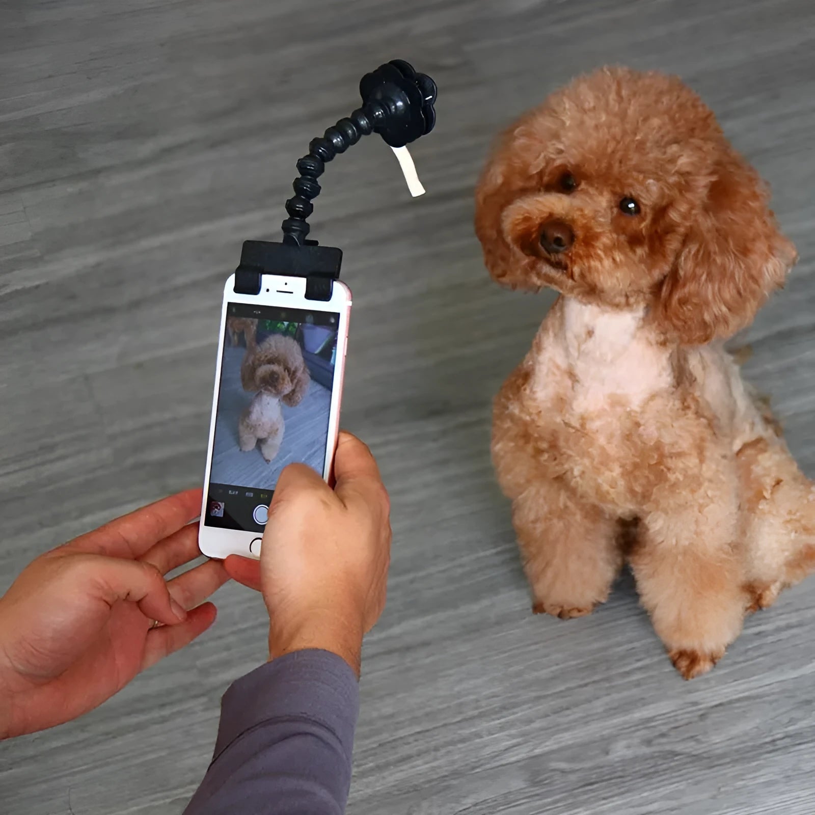 Black retractable pet selfie stick with square photo clip and flower-shaped pet accessory clip on a blister card.