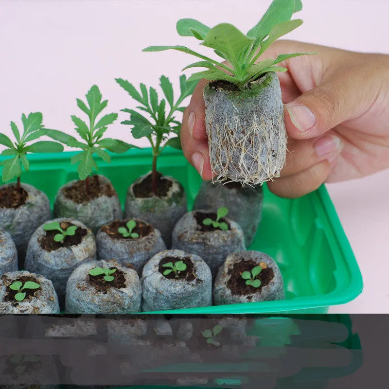 Succulent gardening tools set with tweezers, mini rake, spray bottle and blue orange seedling cloth on white background