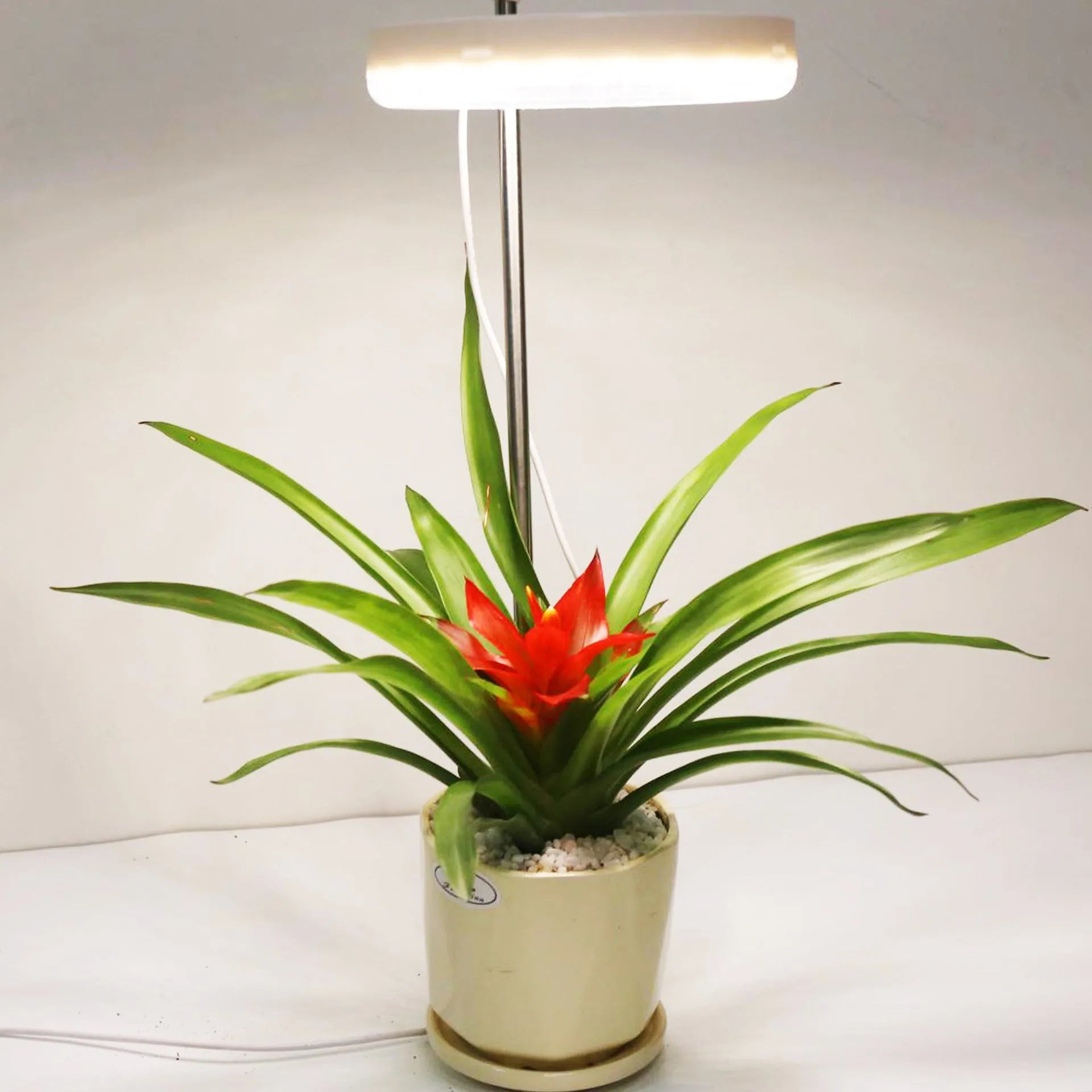Compact desk plant growth lamp with full spectrum light for indoor potted plants.