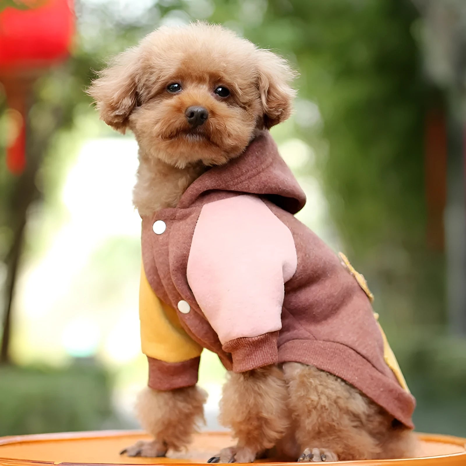 Cotton dog sweatshirt in brown, green or pink colours showing size range XS to 2XL