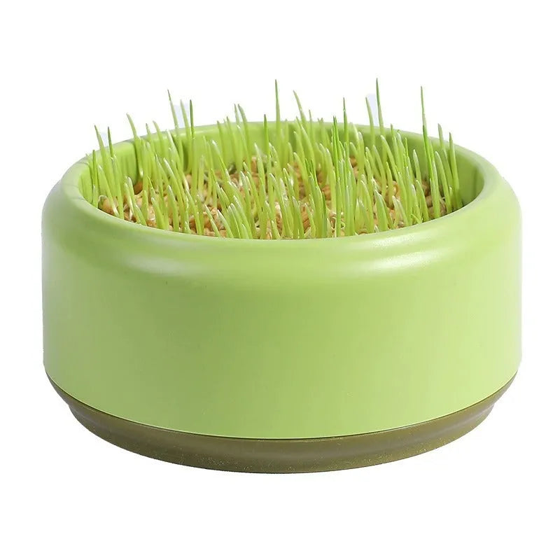 Hydroponic cat grass kit with soilless cup and five seed packs in blue, green, or yellow colours
