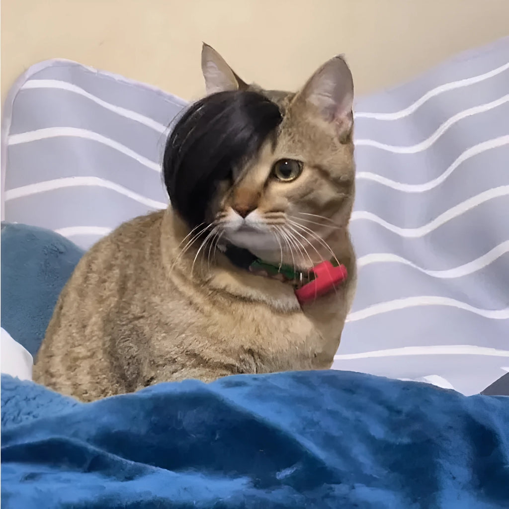 Black polyester cat wig with imitation braid styling for pet dress-up occasions