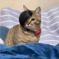 Black polyester cat wig with imitation braid styling for pet dress-up occasions