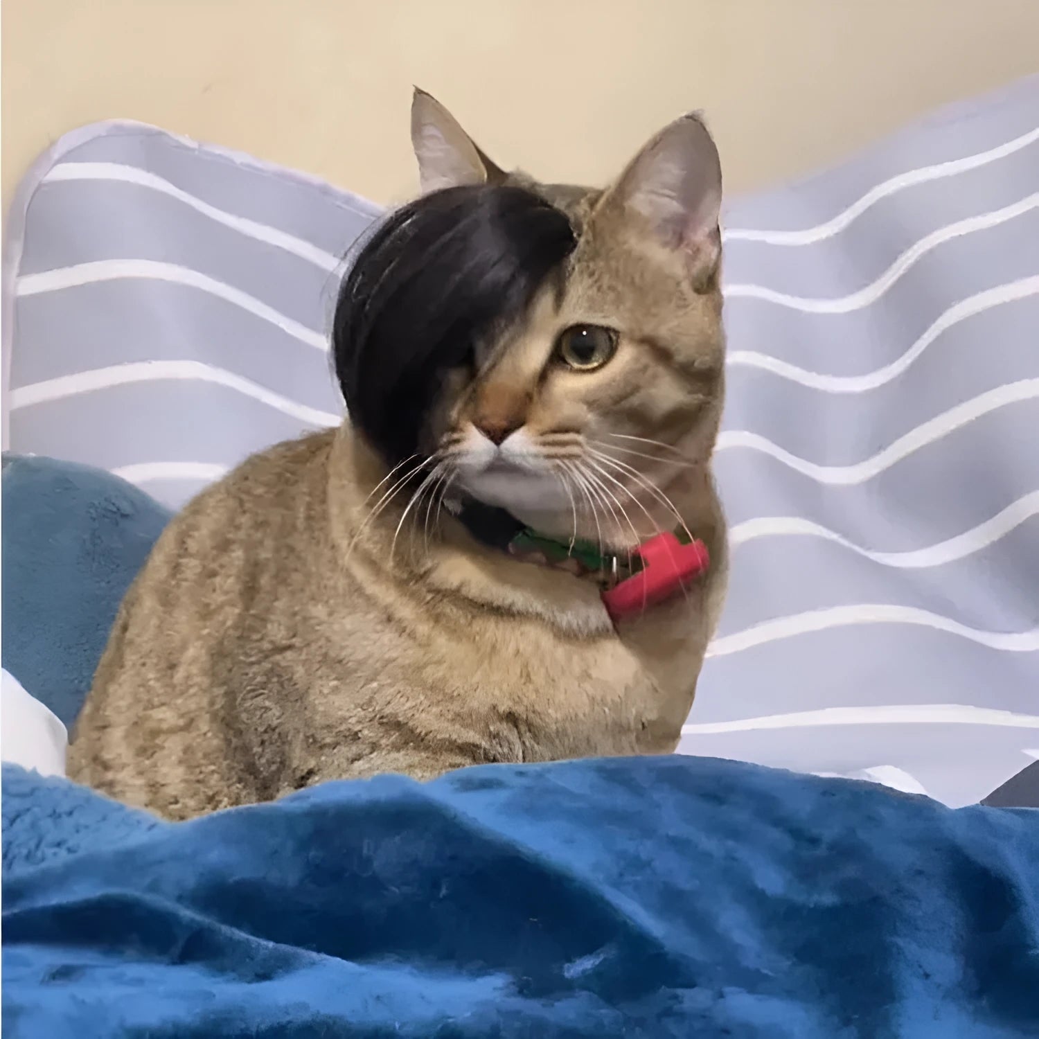 Black polyester cat wig with imitation braid styling for pet dress-up occasions