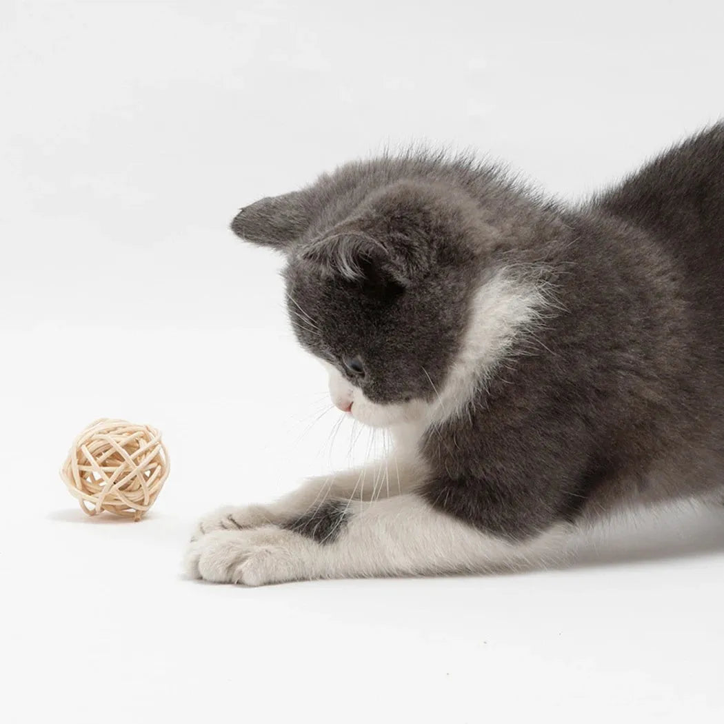 Cat toy set showing rattan ball with bell and faux feather ball for interactive pet play