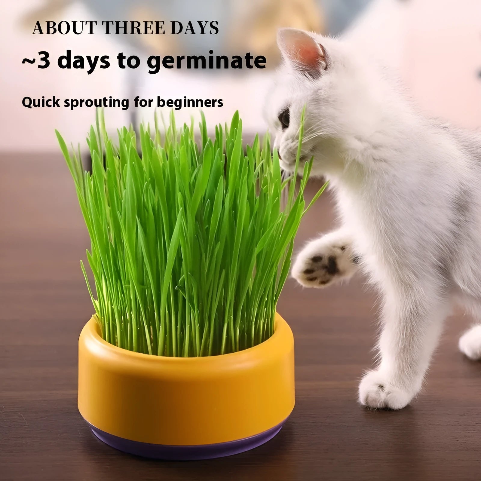 Hydroponic cat grass kit with soilless cup and five seed packs in blue, green, or yellow colours