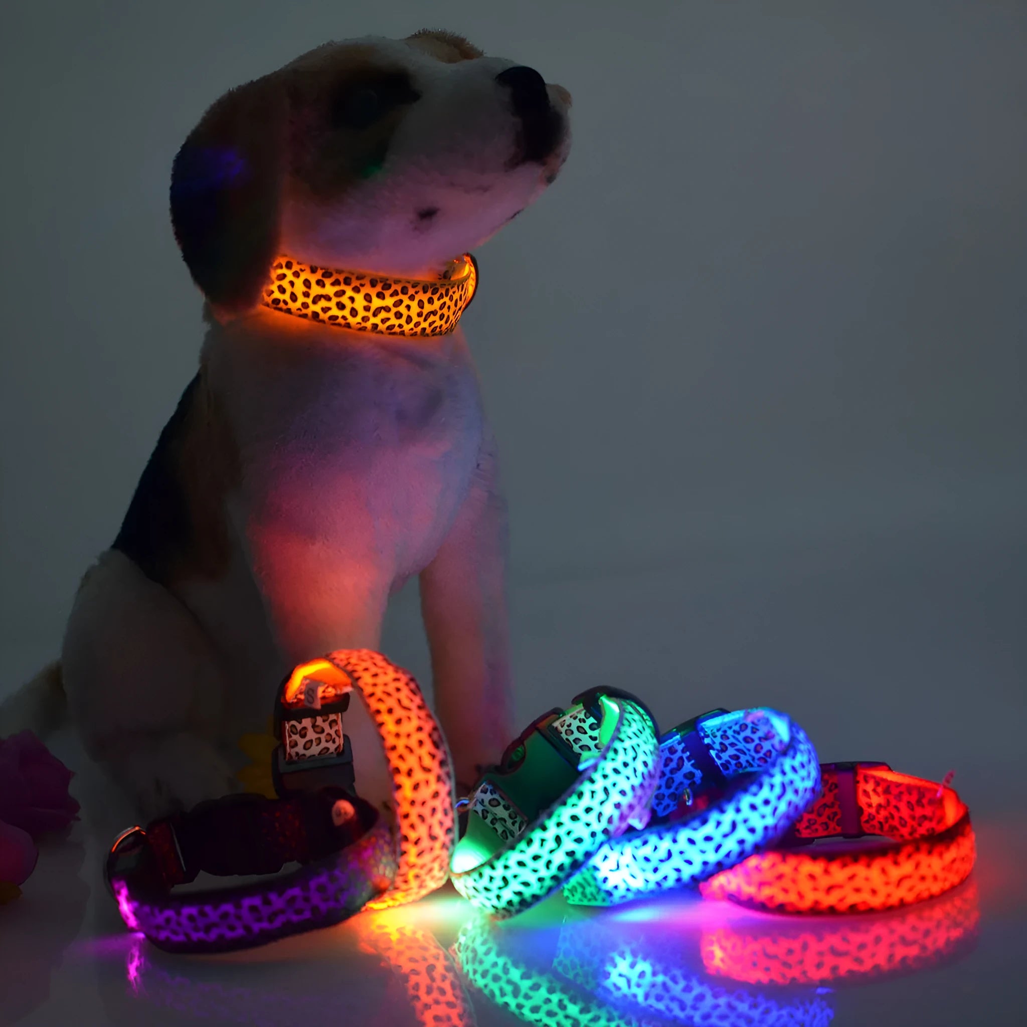 Rechargeable LED dog collar in nylon webbing with USB charging cable in blue colour