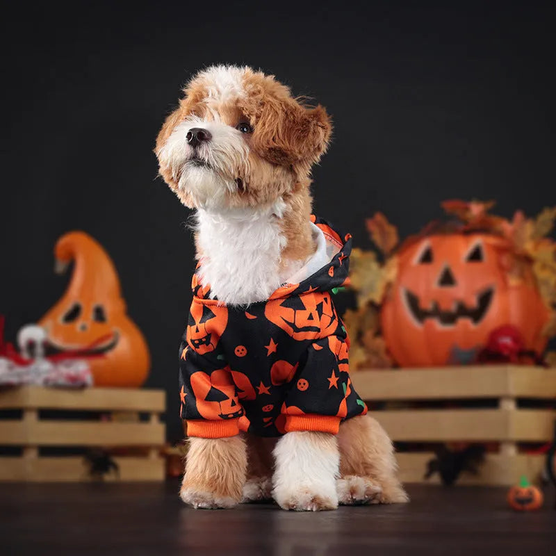 Orange polyester pumpkin sweater for dog or cat in a festive autumn pose