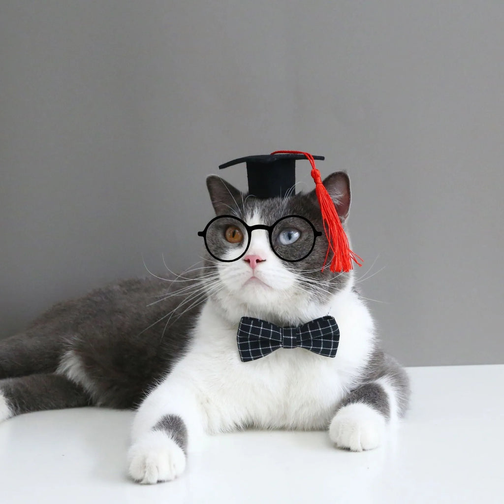 Pet doctor's degree hair band and bow tie set in woolen felt with elastic 18cm circumference