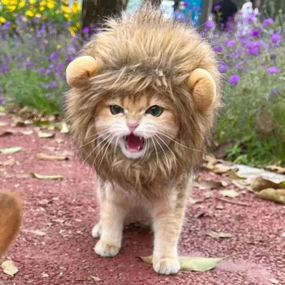 Lion mane wig costume accessory on cat with soft artificial hair and plush ears