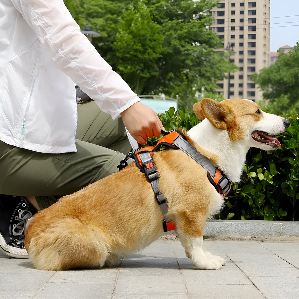 Orange polyester dog chest strap harness with an adjustable hand holding rope attached.