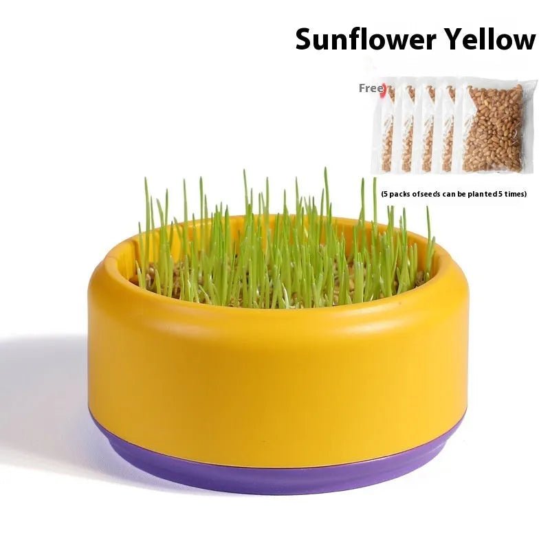 Hydroponic cat grass kit with soilless cup and five seed packs in blue, green, or yellow colours