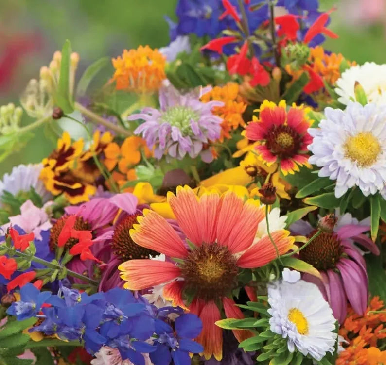 Packet of mixed wildflower seeds featuring Purpleflower Holly Leaf and hardy grasses, with options for 1000, 5000, or 10000 seed counts.