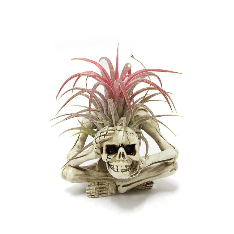 Black resin tillandsia bracket with skull design for soilless air plant display