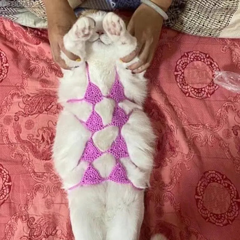 Cat wearing a pink bikini bra and underwear costume for a party.