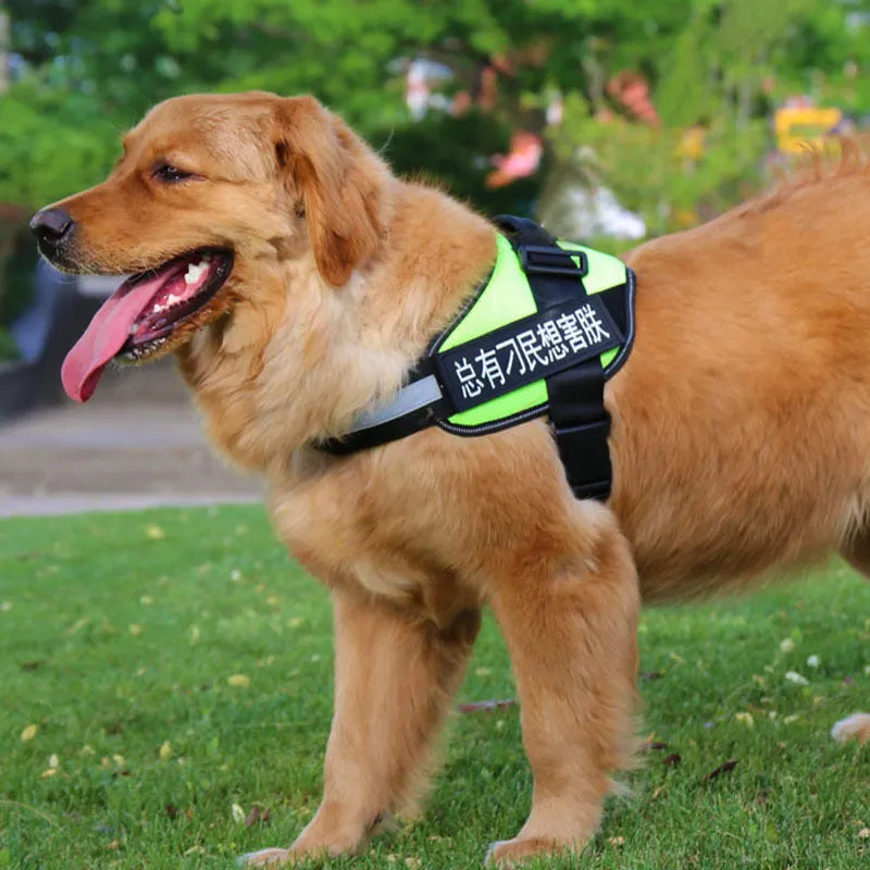 Purple adjustable nylon dog chest harness with leash on a white background
