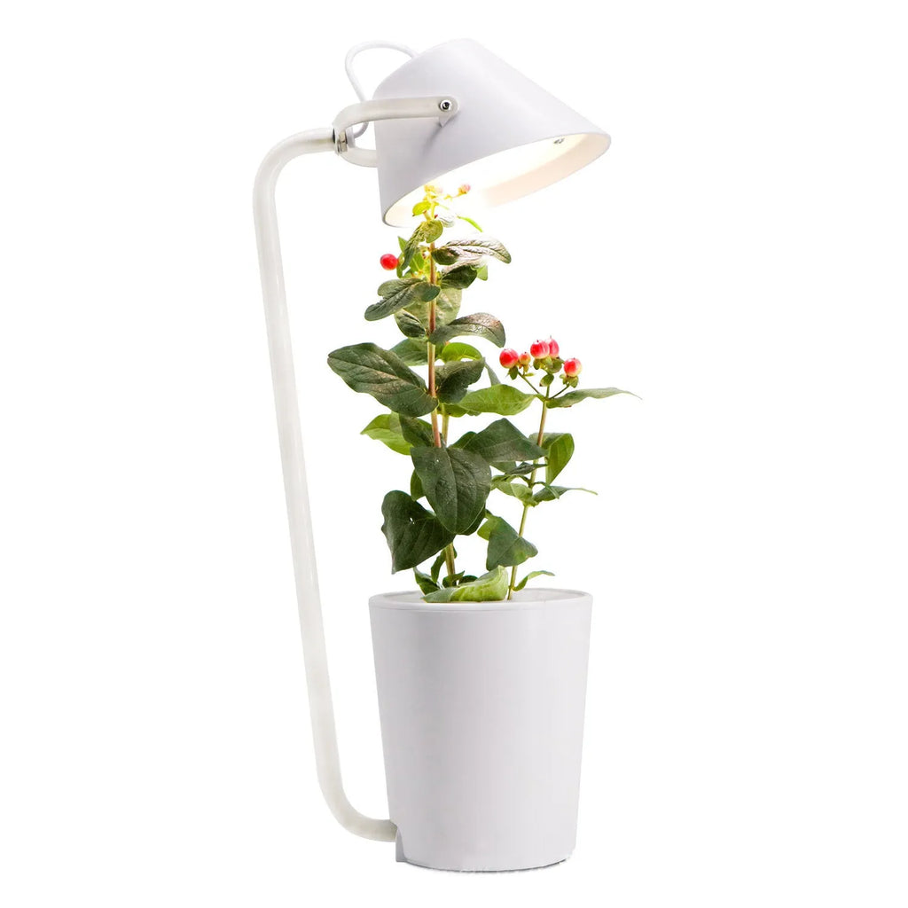 White plastic desktop hydroponic growing system for soilless plant cultivation.