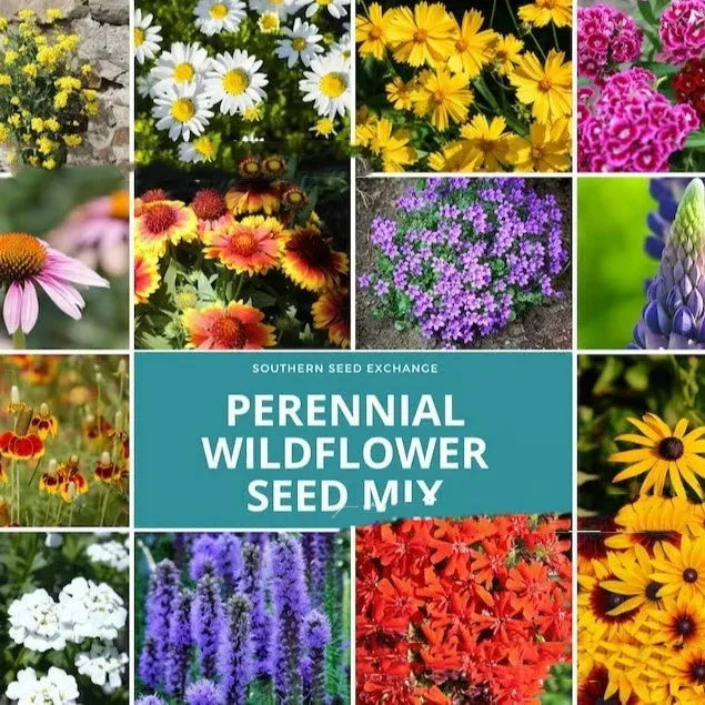 Packet of mixed wildflower seeds featuring Purpleflower Holly Leaf and hardy grasses, with options for 1000, 5000, or 10000 seed counts.
