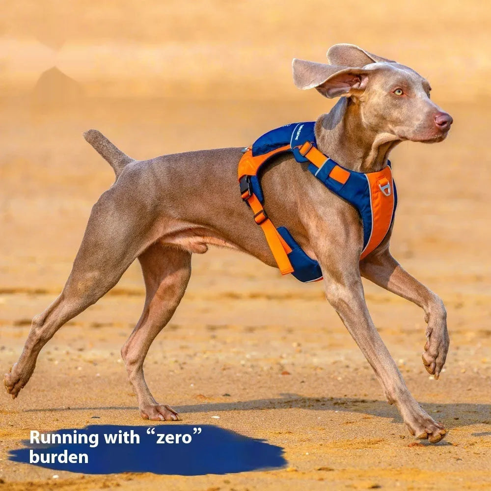 Orange and blue nylon dog chest strap vest harness with integrated hand rope shown on a medium-sized dog.
