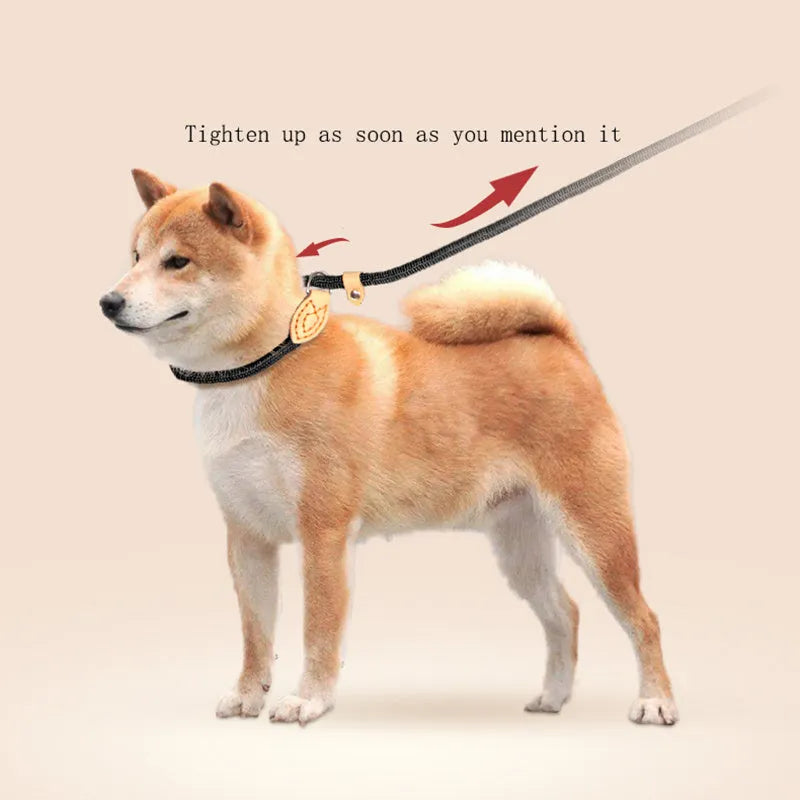 Blast race training dog leash with automatic tightening nylon collar in multiple colour options.