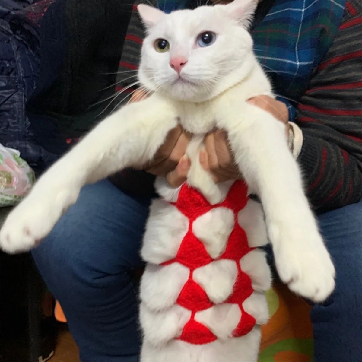 Cat wearing a pink bikini bra and underwear costume for a party.