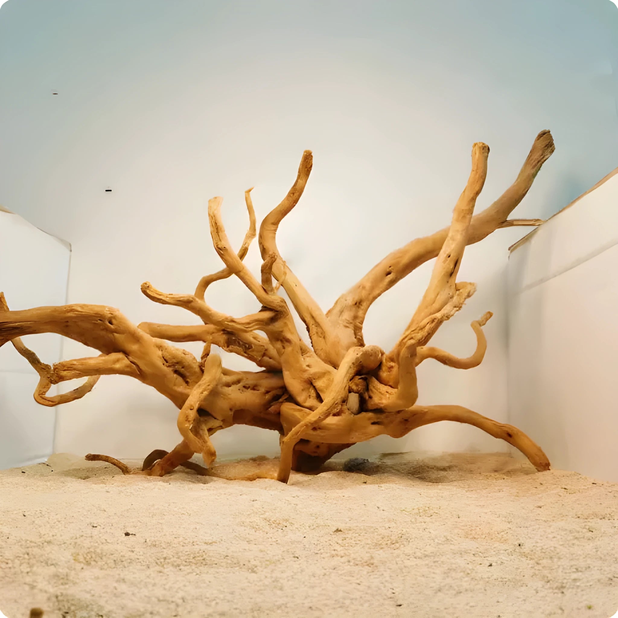 Xiaoqi Root natural wood aquarium decoration on a white background, showing intricate root structure.