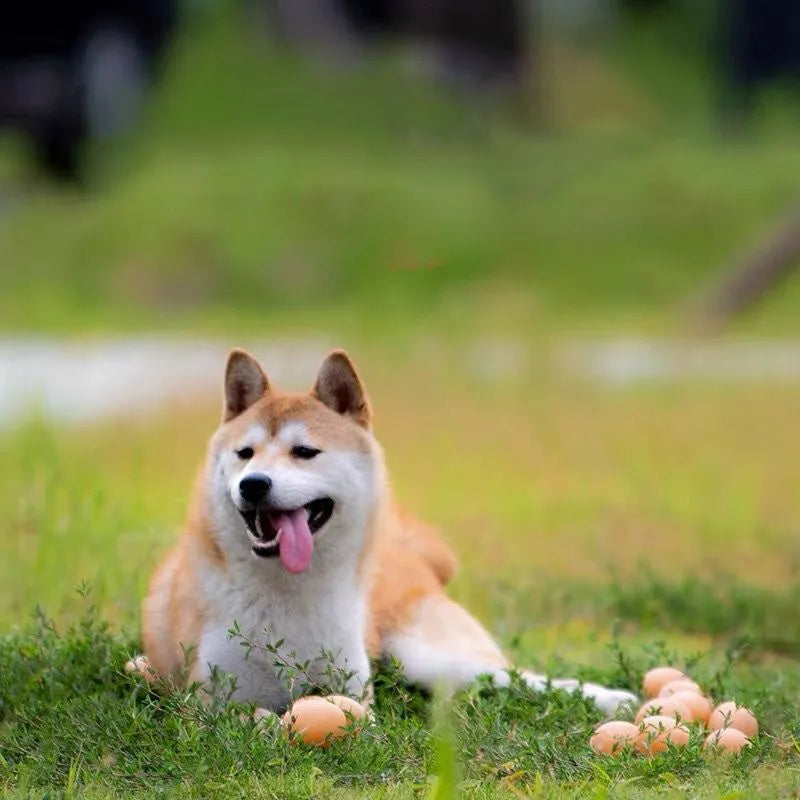 Green durable rubber dog chew ball toy with sound simulation egg inside for teeth cleaning.