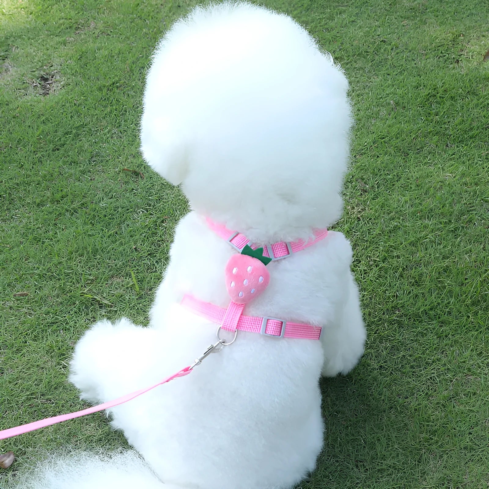 Reflective vest-style harness and lead for a small dog in avocado green colour.