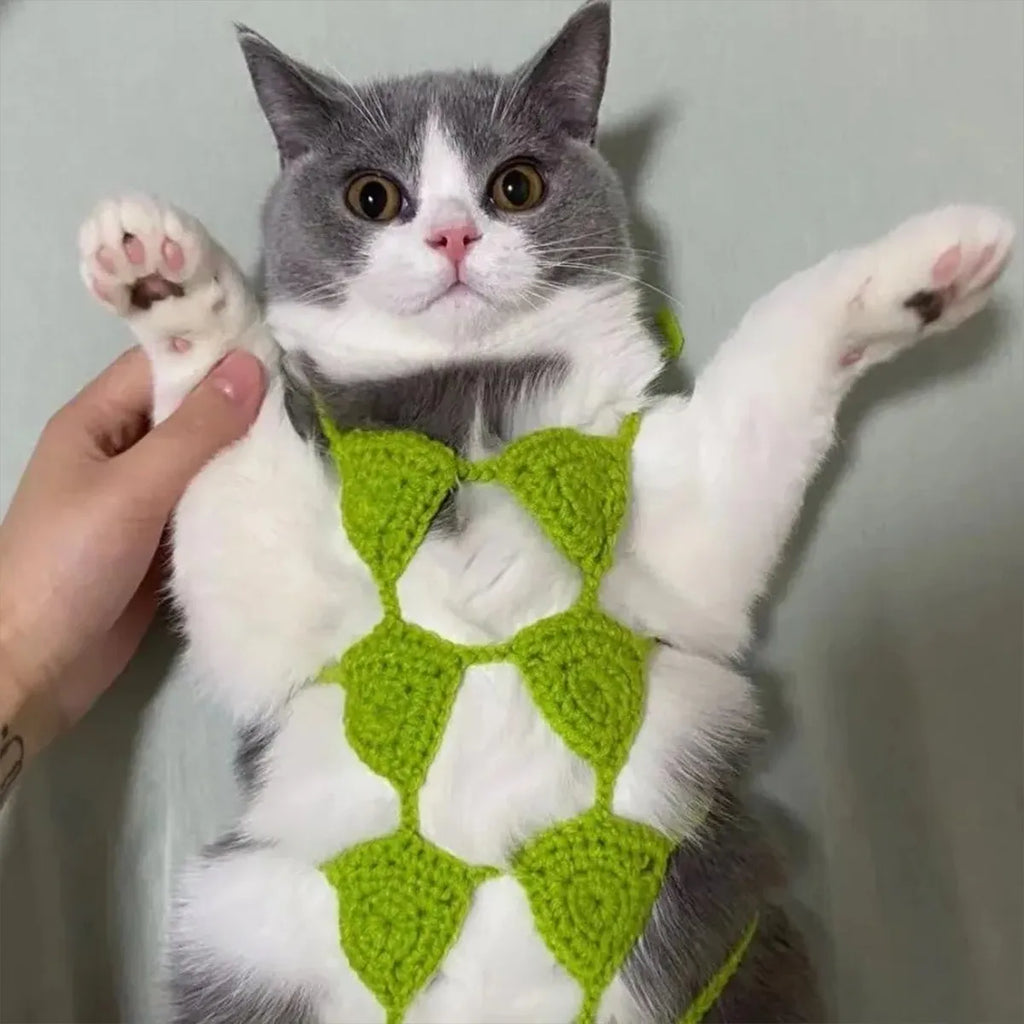 Cat wearing a pink bikini bra and underwear costume for a party.