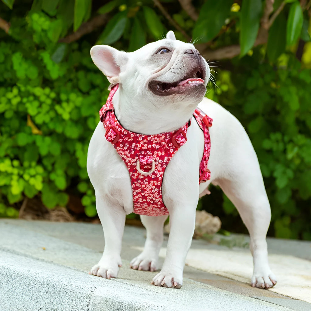 Floral pattern pure cotton dog harness vest shown in blue, green, and red colours on a size chart from XXS to XL.