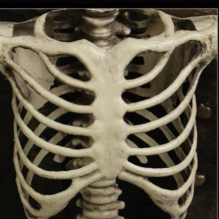 Full-size 170cm tall plastic skeleton skull prop displayed upright