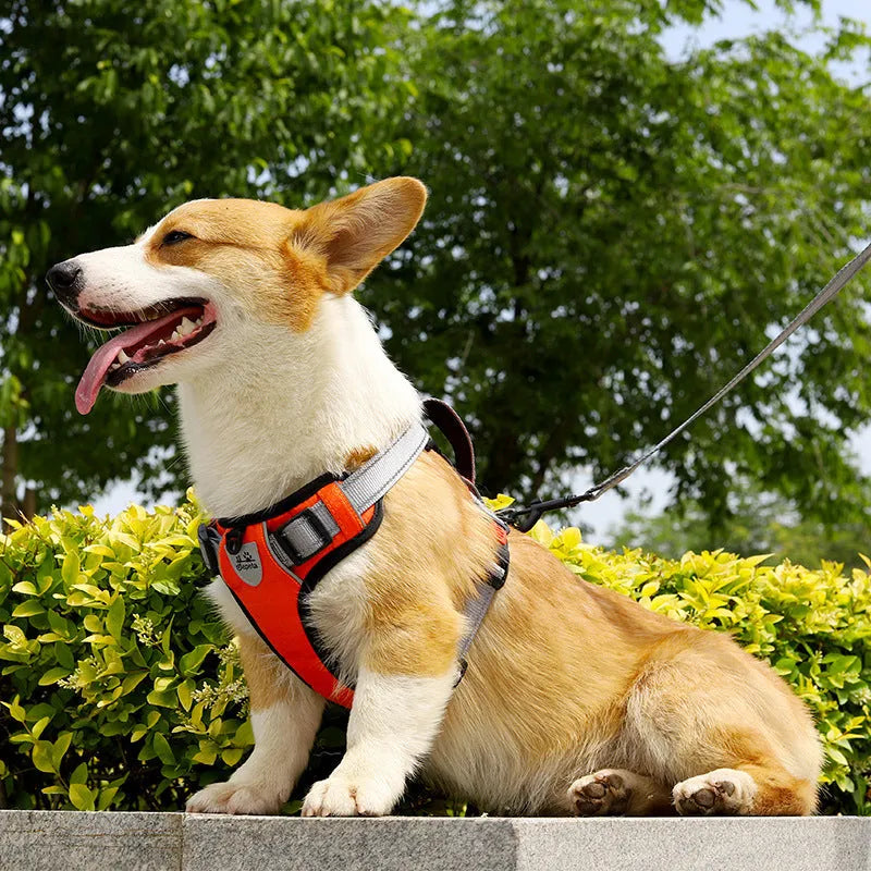 Orange polyester dog chest strap harness with an adjustable hand holding rope attached.
