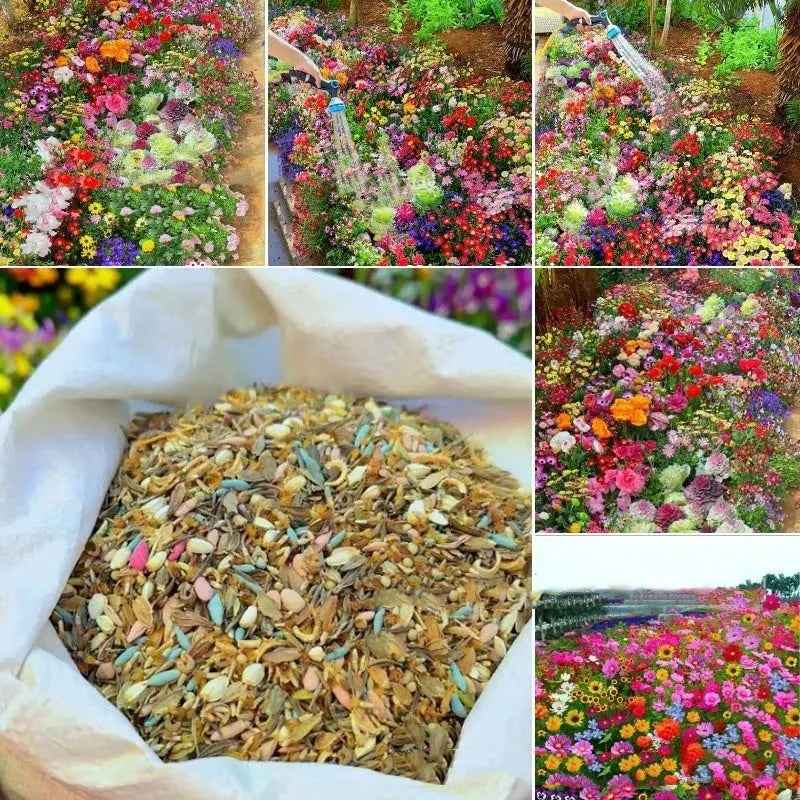 Packet of mixed wildflower seeds featuring Purpleflower Holly Leaf and hardy grasses, with options for 1000, 5000, or 10000 seed counts.