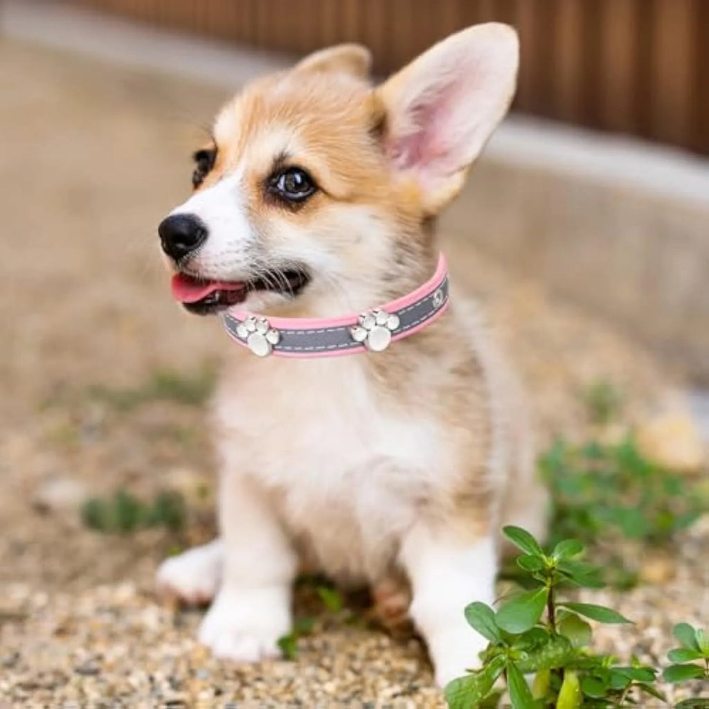 Reflective soft PU leather dog collar with metal paw-shaped rivets and adjustable buckle on a size chart.
