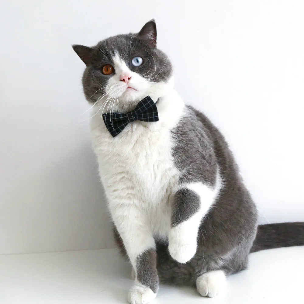 Pet doctor's degree hair band and bow tie set in woolen felt with elastic 18cm circumference