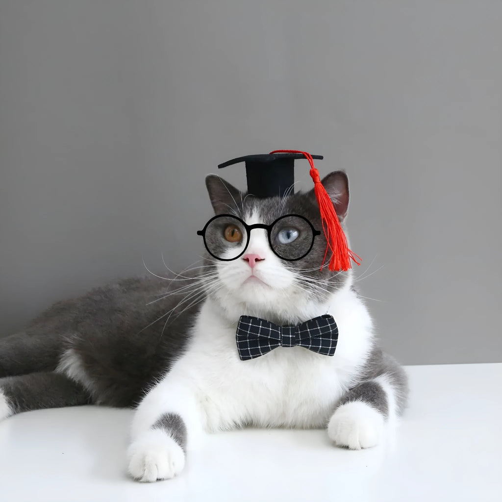 Pet doctor's degree hair band and bow tie set in woolen felt with elastic 18cm circumference