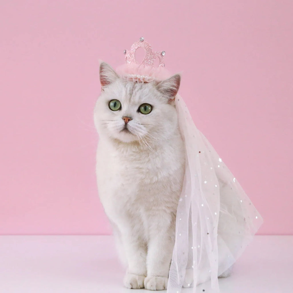 Cat wearing princess crown headdress with lace veil in beige or pink