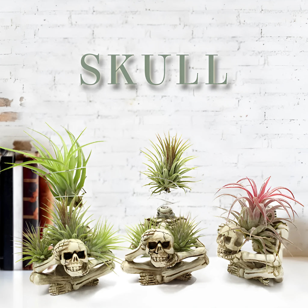 Black resin tillandsia bracket with skull design for soilless air plant display