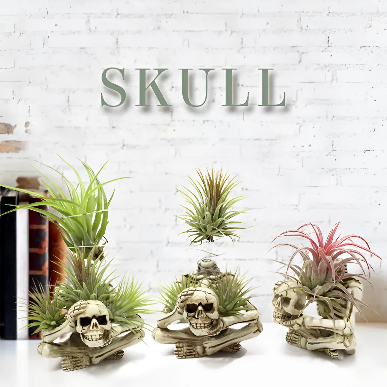 Black resin tillandsia bracket with skull design for soilless air plant display