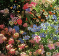 Packet of mixed wildflower seeds featuring Purpleflower Holly Leaf and hardy grasses, with options for 1000, 5000, or 10000 seed counts.