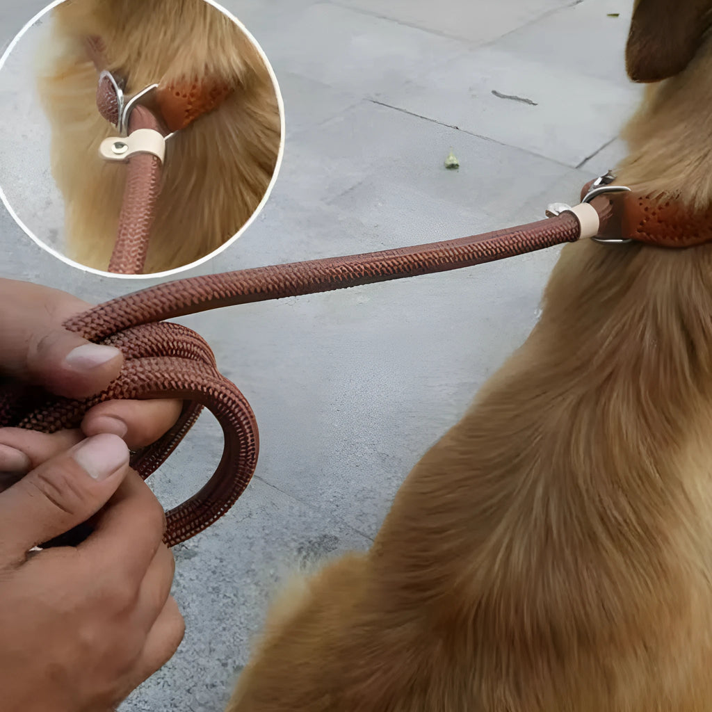 Brown nylon dog leash with P chain handle, showing 2.1 metre length.