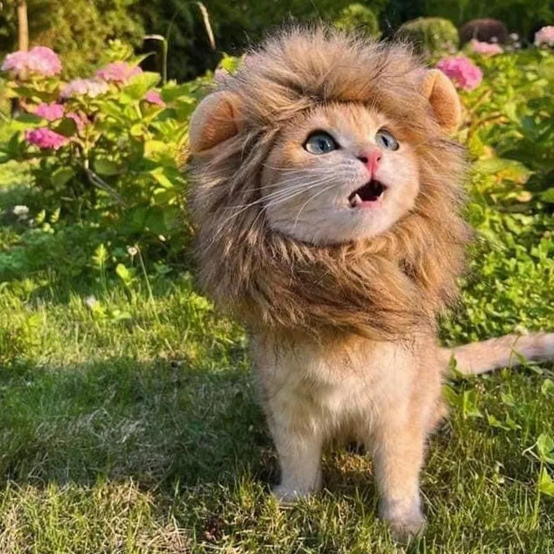 Lion mane wig costume accessory on cat with soft artificial hair and plush ears
